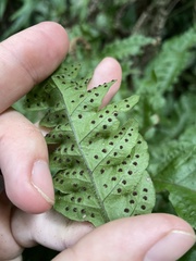 Tectaria cicutaria