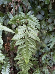 Tectaria cicutaria