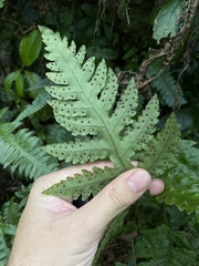 Tectaria cicutaria