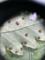 Tectaria cicutaria