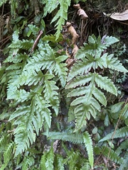 Tectaria cicutaria