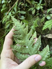 Tectaria cicutaria