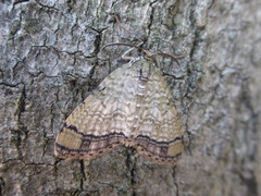 Episteira nigrilinearia