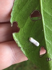 Pulvinaria camelicola
