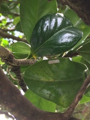 Pulvinaria camelicola