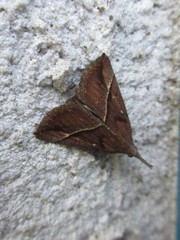 Hypena subcyanea
