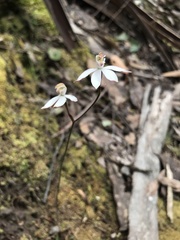 Caladenia gracilis