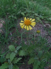 Gaillardia megapotamica
