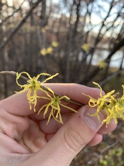 Hamamelis virginiana