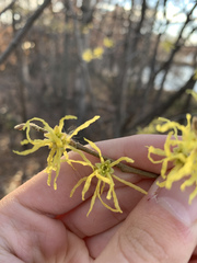 Hamamelis virginiana
