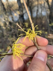 Hamamelis virginiana