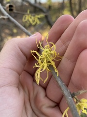 Hamamelis virginiana