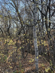 Hamamelis virginiana