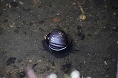 Pomacea urceus