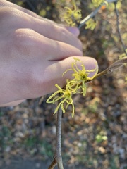 Hamamelis virginiana