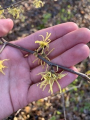 Hamamelis virginiana