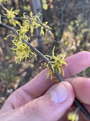 Hamamelis virginiana