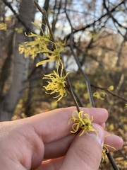 Hamamelis virginiana