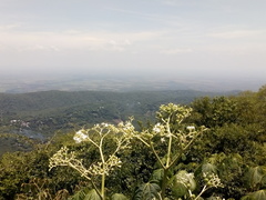 Cnidoscolus multilobus