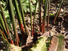 Juncus balticus littoralis