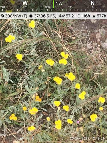 Chrysocephalum apiculatum iNat (1)