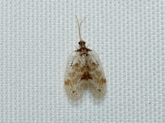 Carobius pulchellus