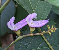 Canavalia ensiformis