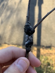 Trichothecium roseum