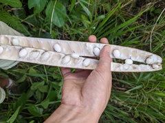 Canavalia ensiformis