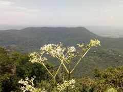 Cnidoscolus multilobus
