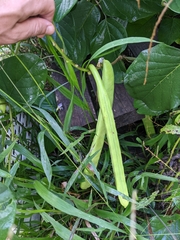 Canavalia ensiformis