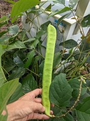 Canavalia ensiformis