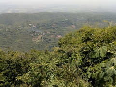 Cnidoscolus multilobus