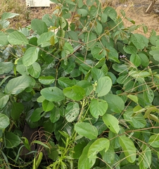 Canavalia ensiformis