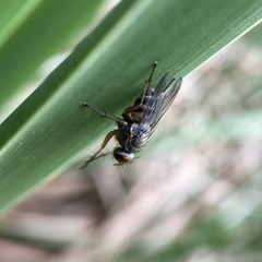 Pygophora apicalis