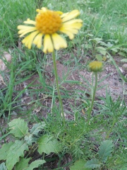 Gaillardia megapotamica
