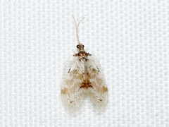 Carobius pulchellus