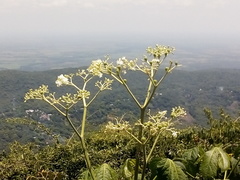 Cnidoscolus multilobus