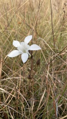 Gentiana pennelliana