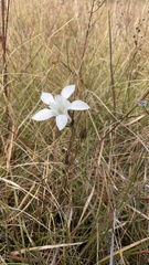 Gentiana pennelliana