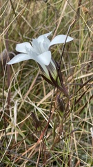 Gentiana pennelliana