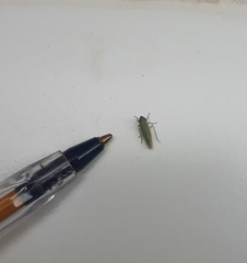 Syncharina argentina