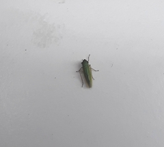 Syncharina argentina