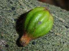 Cryptocarya pluricostata