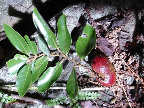 Cryptocarya aristata observed 2006-08-12