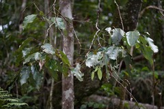 Cryptocarya macrodesme