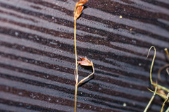 Juncus brevicaudatus