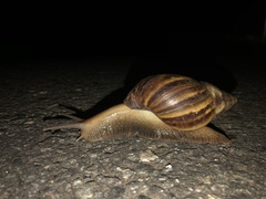 Lissachatina fulica
