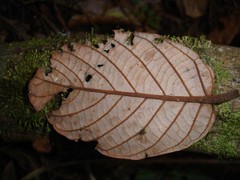 Cryptocarya pluricostata