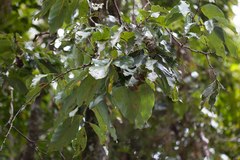 Cryptocarya macrodesme